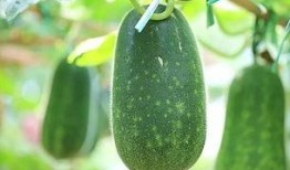 五公吃瓜,揭秘宫廷权谋与民间趣闻的传奇故事