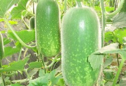 博雅吃瓜图片高清,高清图揭秘明星幕后趣事